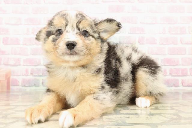 東京都のポメチワ/チワポメ/ポメチー(ポメラニアン×チワワ) (Coo&RIKU練馬店/2025年9月20日生まれ/男の子/ブルーマール)の子犬の2枚目の画像