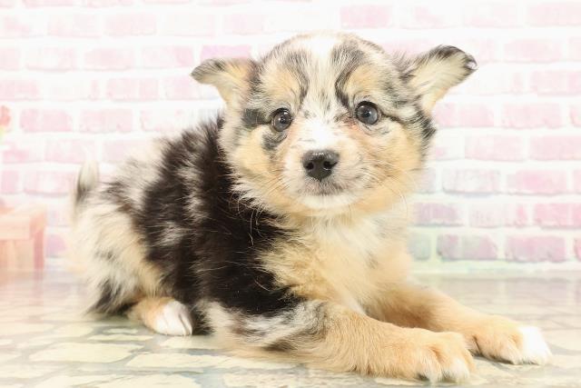 東京都のポメチワ/チワポメ/ポメチー(ポメラニアン×チワワ) (Coo&RIKU練馬店/2025年9月20日生まれ/男の子/ブルーマール)の子犬の3枚目の画像