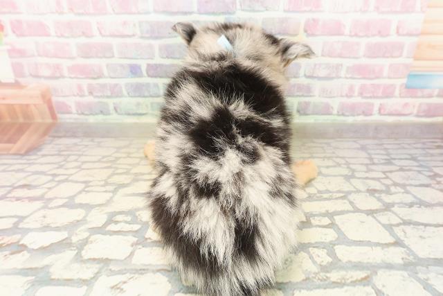 東京都のポメチワ/チワポメ/ポメチー(ポメラニアン×チワワ) (Coo&RIKU練馬店/2025年9月20日生まれ/男の子/ブルーマール)の子犬の4枚目の画像