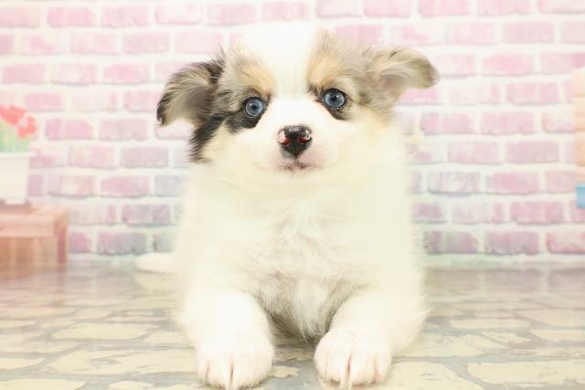 埼玉県のポメチワ/チワポメ/ポメチー(ポメラニアン×チワワ) (Coo&RIKU所沢店/2025年9月20日生まれ/男の子/パーティーカラー)の子犬