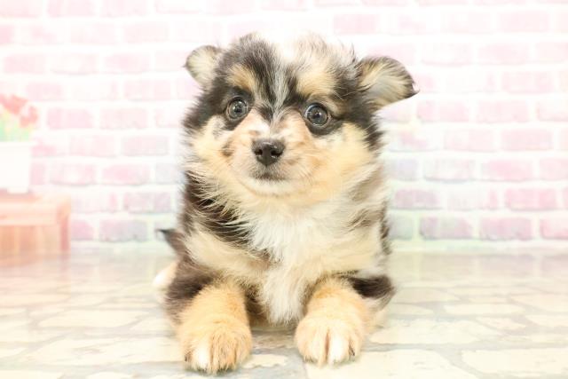 静岡県のポメチワ/チワポメ/ポメチー(ポメラニアン×チワワ) (Coo&RIKU浜松店/2025年9月20日生まれ/女の子/ブルーマール)の子犬の1枚目の画像