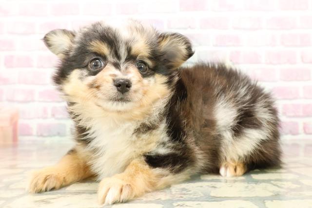 静岡県のポメチワ/チワポメ/ポメチー(ポメラニアン×チワワ) (Coo&RIKU浜松店/2025年9月20日生まれ/女の子/ブルーマール)の子犬の2枚目の画像