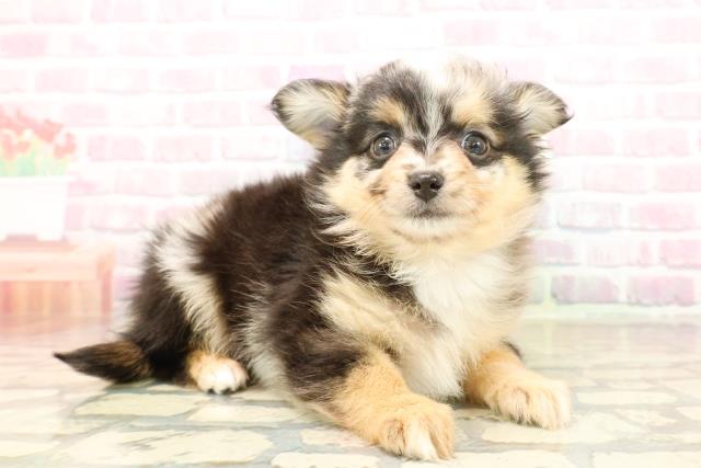 静岡県のポメチワ/チワポメ/ポメチー(ポメラニアン×チワワ) (Coo&RIKU浜松店/2025年9月20日生まれ/女の子/ブルーマール)の子犬の3枚目の画像