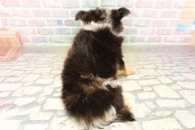 静岡県のポメチワ/チワポメ/ポメチー(ポメラニアン×チワワ) (Coo&RIKU浜松店/2025年9月20日生まれ/女の子/ブルーマール)の子犬の4枚目の画像