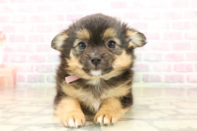 神奈川県のポメチワ/チワポメ/ポメチー(ポメラニアン×チワワ) (Coo&RIKU横須賀店/2025年9月20日生まれ/女の子/ブラックタン)の子犬の1枚目の画像