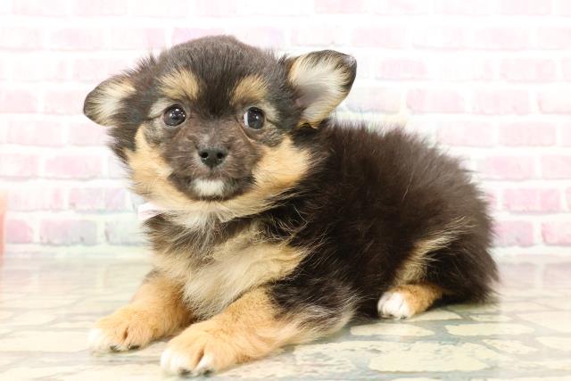 神奈川県のポメチワ/チワポメ/ポメチー(ポメラニアン×チワワ) (Coo&RIKU横須賀店/2025年9月20日生まれ/女の子/ブラックタン)の子犬の2枚目の画像