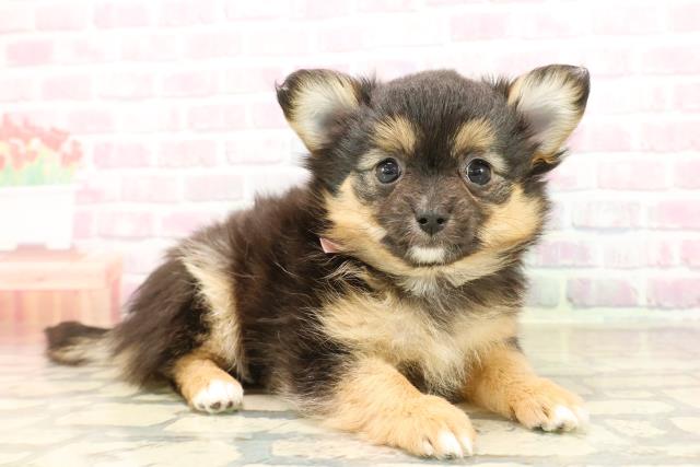 神奈川県のポメチワ/チワポメ/ポメチー(ポメラニアン×チワワ) (Coo&RIKU横須賀店/2025年9月20日生まれ/女の子/ブラックタン)の子犬の3枚目の画像