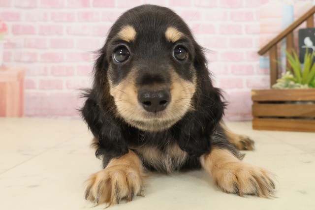 鹿児島県のミニチュアダックスフンド(ロング) (Coo&RIKU霧島店/2025年9月22日生まれ/男の子/ブラックタン)の子犬の1枚目の画像