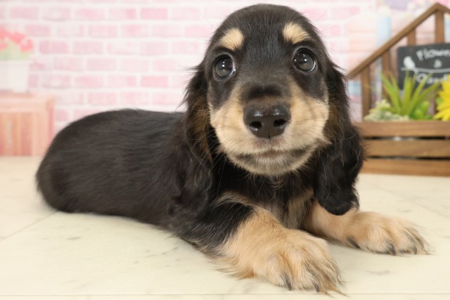 鹿児島県のミニチュアダックスフンド(ロング) (Coo&RIKU霧島店/2025年9月22日生まれ/男の子/ブラックタン)の子犬の2枚目の画像