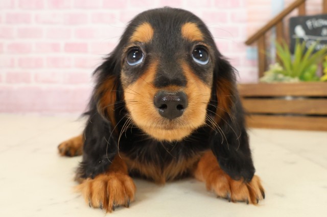 熊本県のミニチュアダックスフンド(ロング) (Coo&RIKUカリーノ玉名店/2025年9月22日生まれ/女の子/ブラックタン)の子犬の1枚目の画像