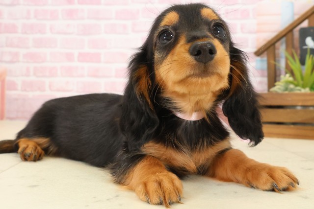 熊本県のミニチュアダックスフンド(ロング) (Coo&RIKUカリーノ玉名店/2025年9月22日生まれ/女の子/ブラックタン)の子犬の2枚目の画像