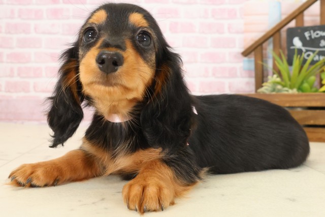 熊本県のミニチュアダックスフンド(ロング) (Coo&RIKUカリーノ玉名店/2025年9月22日生まれ/女の子/ブラックタン)の子犬の3枚目の画像