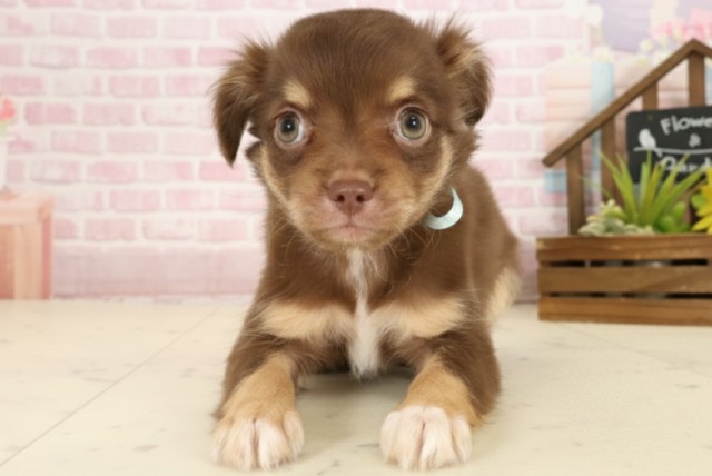 沖縄県のチワワ(ロング) (Coo&RIKU沖縄浦添店/2025年9月22日生まれ/男の子/チョコレートタンホワイト)の子犬の1枚目の画像