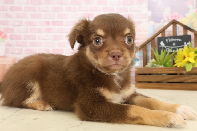 沖縄県のチワワ(ロング) (Coo&RIKU沖縄浦添店/2025年9月22日生まれ/男の子/チョコレートタンホワイト)の子犬の2枚目の画像