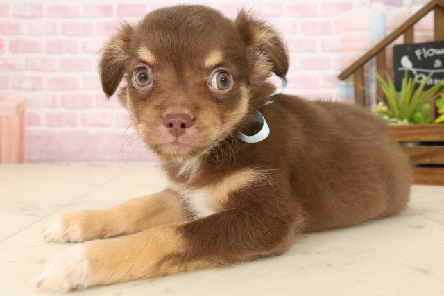 沖縄県のチワワ(ロング) (Coo&RIKU沖縄浦添店/2025年9月22日生まれ/男の子/チョコレートタンホワイト)の子犬の3枚目の画像