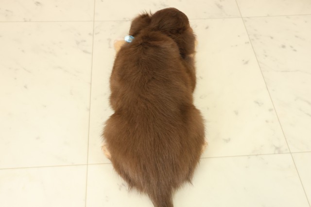 沖縄県のチワワ(ロング) (Coo&RIKU沖縄浦添店/2025年9月22日生まれ/男の子/チョコレートタンホワイト)の子犬の4枚目の画像