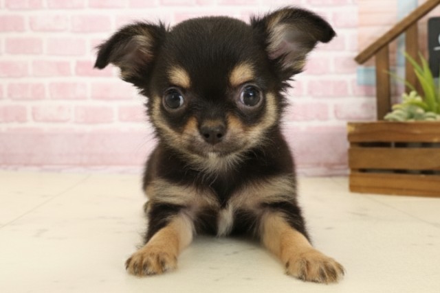 沖縄県のチワワ(ロング) (Coo&RIKU沖縄浦添店/2025年9月22日生まれ/男の子/ブラックタンホワイト)の子犬の1枚目の画像