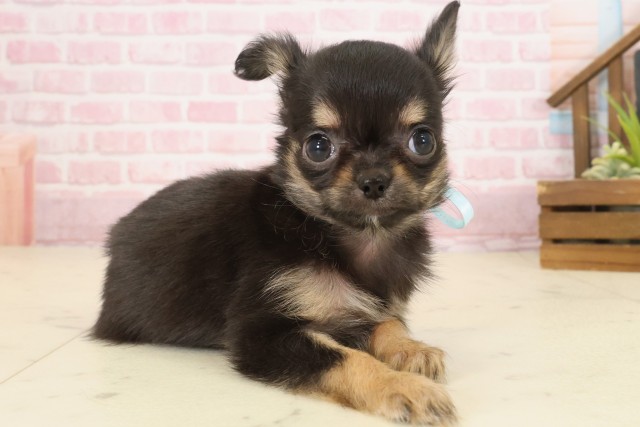 沖縄県のチワワ(ロング) (Coo&RIKU沖縄浦添店/2025年9月22日生まれ/男の子/ブラックタンホワイト)の子犬の2枚目の画像