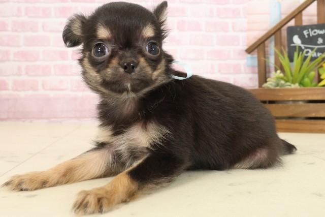 沖縄県のチワワ(ロング) (Coo&RIKU沖縄浦添店/2025年9月22日生まれ/男の子/ブラックタンホワイト)の子犬の3枚目の画像