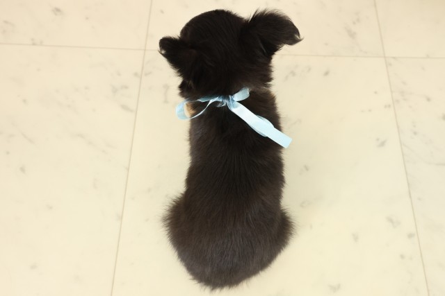 沖縄県のチワワ(ロング) (Coo&RIKU沖縄浦添店/2025年9月22日生まれ/男の子/ブラックタンホワイト)の子犬の4枚目の画像