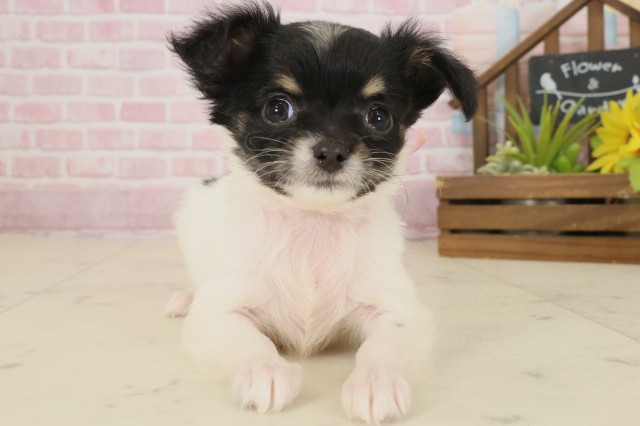 チワワ（ロングコート）