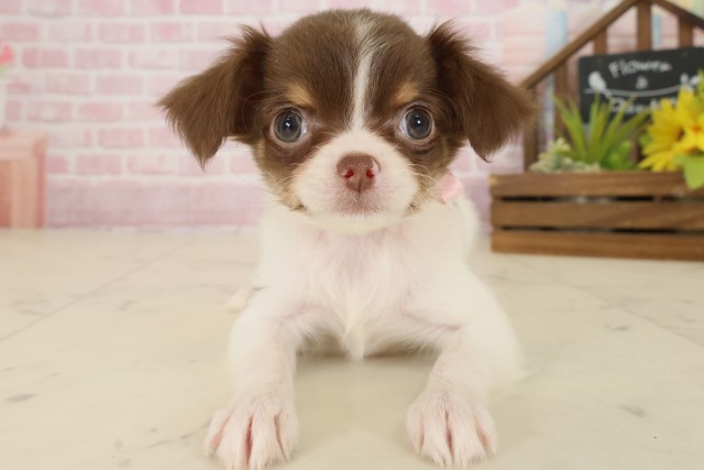 チワワ（ロングコート）