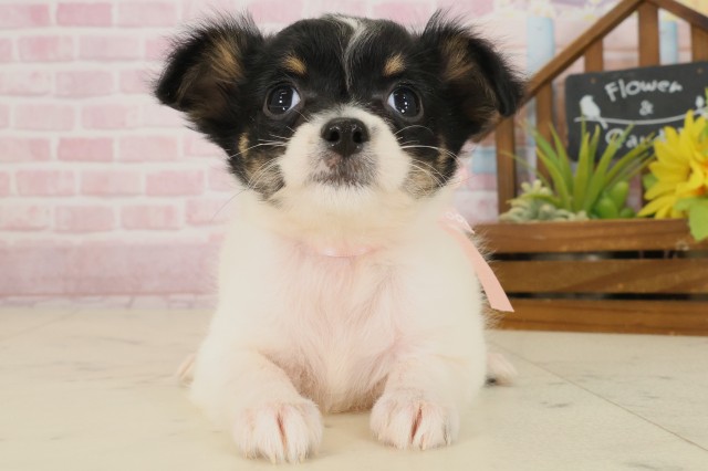 熊本県のチワワ(ロング) (Coo&RIKUカリーノ菊陽店/2025年9月22日生まれ/女の子/ブラックタンホワイト)の子犬の1枚目の画像