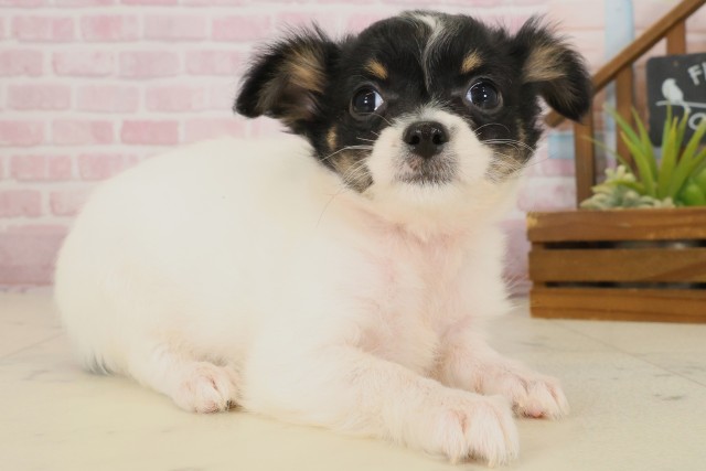 熊本県のチワワ(ロング) (Coo&RIKUカリーノ菊陽店/2025年9月22日生まれ/女の子/ブラックタンホワイト)の子犬の2枚目の画像