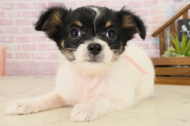 熊本県のチワワ(ロング) (Coo&RIKUカリーノ菊陽店/2025年9月22日生まれ/女の子/ブラックタンホワイト)の子犬の3枚目の画像