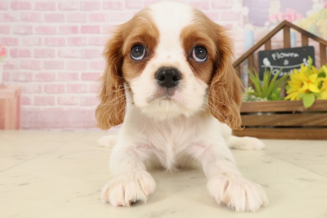 福岡県のキャバリアキングチャールズスパニエル (Coo&RIKU黒崎店/2025年9月23日生まれ/男の子/ブレンハイム)の子犬の1枚目の画像