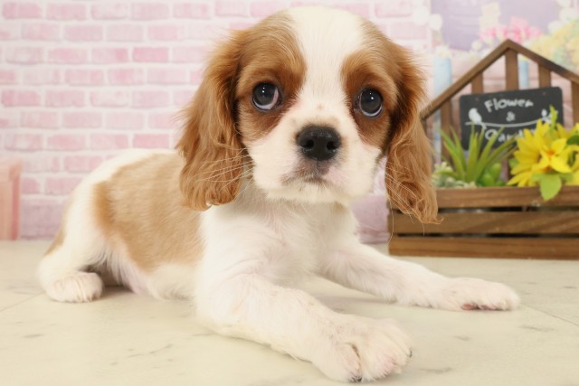 福岡県のキャバリアキングチャールズスパニエル (Coo&RIKU黒崎店/2025年9月23日生まれ/男の子/ブレンハイム)の子犬の2枚目の画像