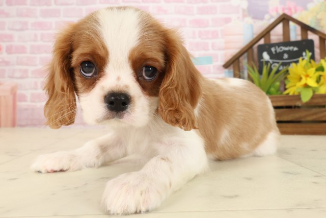 福岡県のキャバリアキングチャールズスパニエル (Coo&RIKU黒崎店/2025年9月23日生まれ/男の子/ブレンハイム)の子犬の3枚目の画像