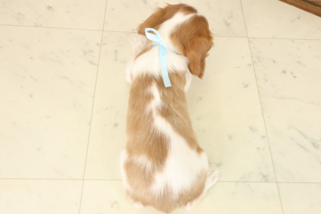 福岡県のキャバリアキングチャールズスパニエル (Coo&RIKU黒崎店/2025年9月23日生まれ/男の子/ブレンハイム)の子犬の4枚目の画像