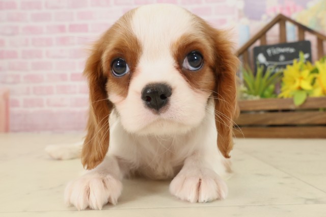 福岡県のキャバリアキングチャールズスパニエル (Coo&RIKUフォレストシティ春日店/2025年9月23日生まれ/男の子/ブレンハイム)の子犬の1枚目の画像