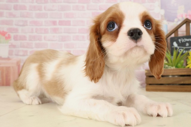 福岡県のキャバリアキングチャールズスパニエル (Coo&RIKUフォレストシティ春日店/2025年9月23日生まれ/男の子/ブレンハイム)の子犬の2枚目の画像