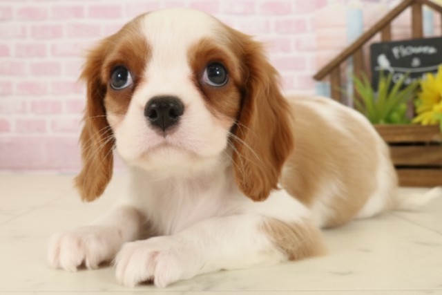 福岡県のキャバリアキングチャールズスパニエル (Coo&RIKUフォレストシティ春日店/2025年9月23日生まれ/男の子/ブレンハイム)の子犬の3枚目の画像