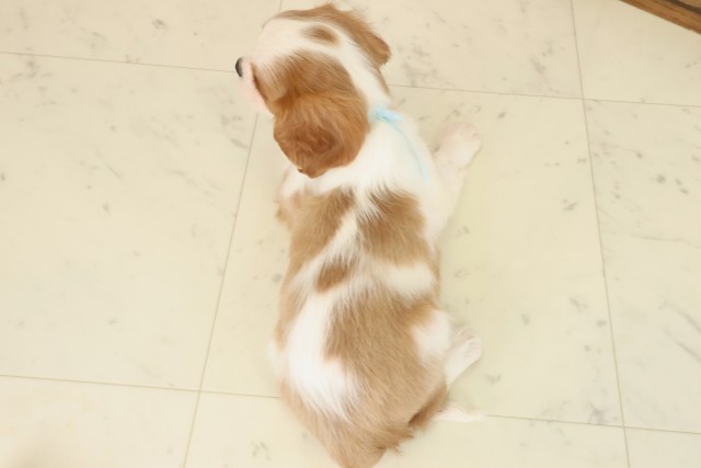 福岡県のキャバリアキングチャールズスパニエル (Coo&RIKUフォレストシティ春日店/2025年9月23日生まれ/男の子/ブレンハイム)の子犬の4枚目の画像
