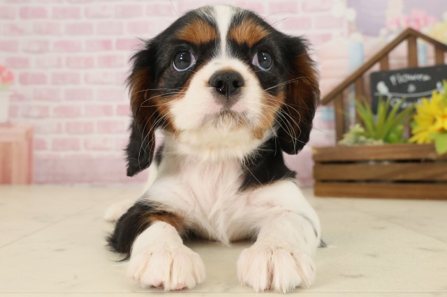 鹿児島県のキャバリアキングチャールズスパニエル (Coo&RIKU鹿屋店/2025年9月23日生まれ/女の子/トライカラー)の子犬の1枚目の画像