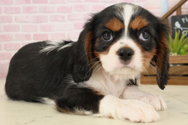 鹿児島県のキャバリアキングチャールズスパニエル (Coo&RIKU鹿屋店/2025年9月23日生まれ/女の子/トライカラー)の子犬の2枚目の画像