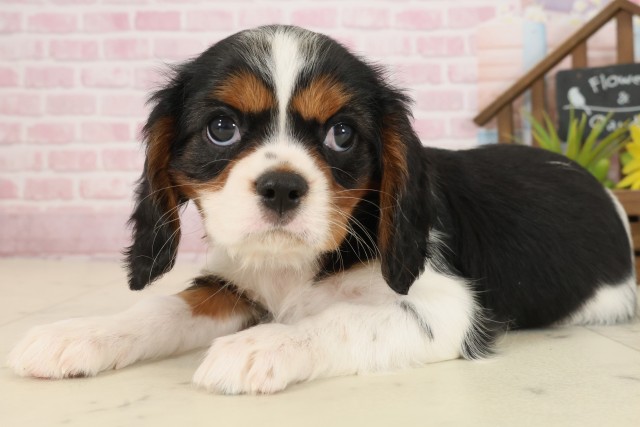 鹿児島県のキャバリアキングチャールズスパニエル (Coo&RIKU鹿屋店/2025年9月23日生まれ/女の子/トライカラー)の子犬の3枚目の画像