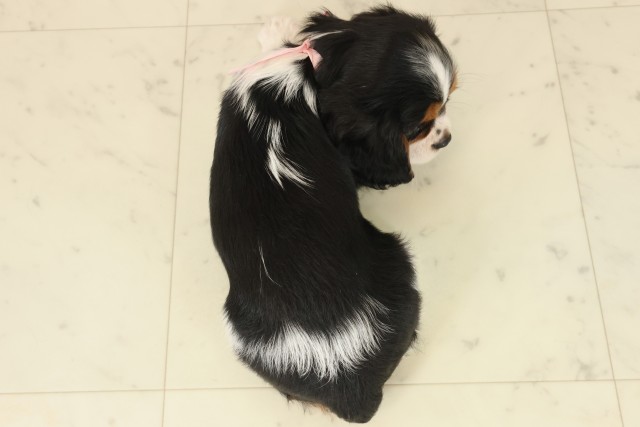 鹿児島県のキャバリアキングチャールズスパニエル (Coo&RIKU鹿屋店/2025年9月23日生まれ/女の子/トライカラー)の子犬の4枚目の画像