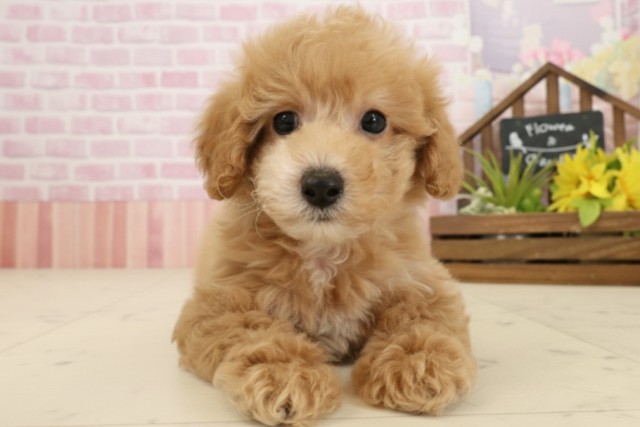 沖縄県のトイプードル(トイ) (Coo&RIKU沖縄浦添店/2025年9月24日生まれ/男の子/オレンジフォーンホワイト)の子犬の1枚目の画像