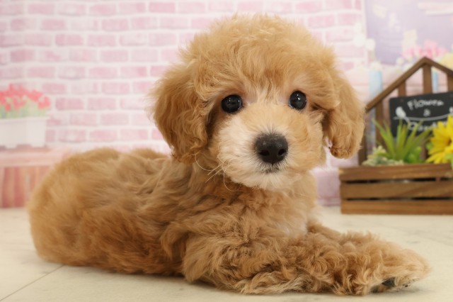 沖縄県のトイプードル(トイ) (Coo&RIKU沖縄浦添店/2025年9月24日生まれ/男の子/オレンジフォーンホワイト)の子犬の2枚目の画像