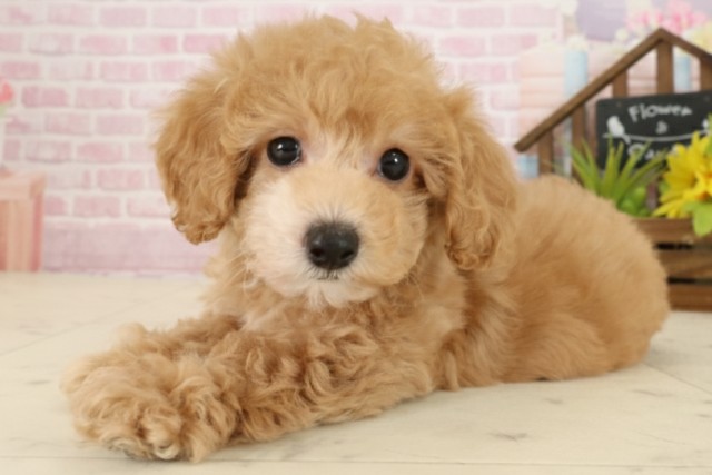 沖縄県のトイプードル(トイ) (Coo&RIKU沖縄浦添店/2025年9月24日生まれ/男の子/オレンジフォーンホワイト)の子犬の3枚目の画像