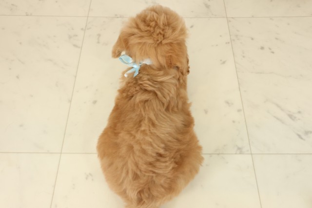 沖縄県のトイプードル(トイ) (Coo&RIKU沖縄浦添店/2025年9月24日生まれ/男の子/オレンジフォーンホワイト)の子犬の4枚目の画像