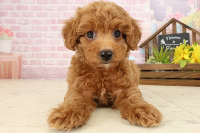 沖縄県のトイプードル(トイ) (Coo&RIKUイーアス沖縄豊崎店/2025年9月24日生まれ/男の子/レッドフォーンホワイト)の子犬の1枚目の画像