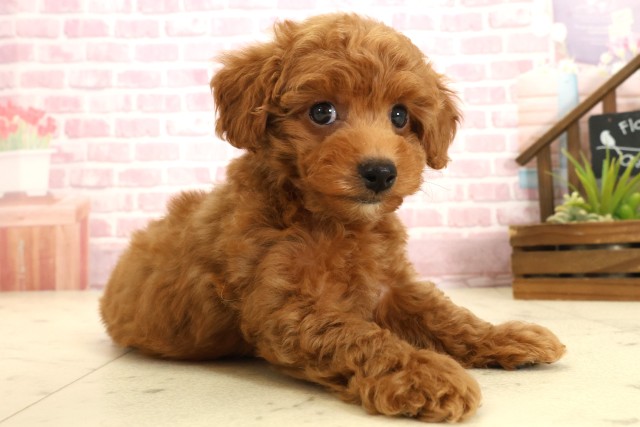 沖縄県のトイプードル(トイ) (Coo&RIKUイーアス沖縄豊崎店/2025年9月24日生まれ/男の子/レッドフォーンホワイト)の子犬の2枚目の画像