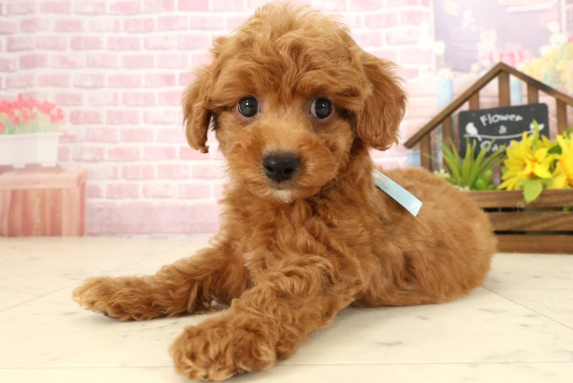 沖縄県のトイプードル(トイ) (Coo&RIKUイーアス沖縄豊崎店/2025年9月24日生まれ/男の子/レッドフォーンホワイト)の子犬の3枚目の画像