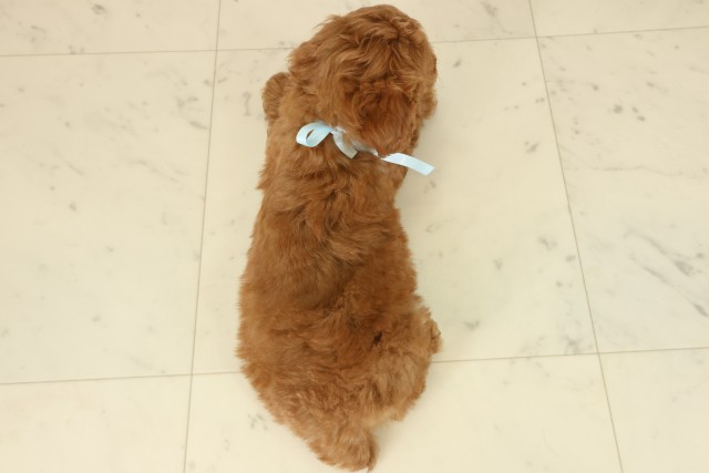 沖縄県のトイプードル(トイ) (Coo&RIKUイーアス沖縄豊崎店/2025年9月24日生まれ/男の子/レッドフォーンホワイト)の子犬の4枚目の画像