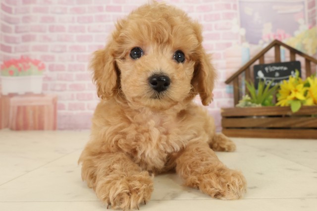 福岡県のトイプードル(トイ) (Coo&RIKU行橋店/2025年9月24日生まれ/女の子/オレンジフォーン)の子犬